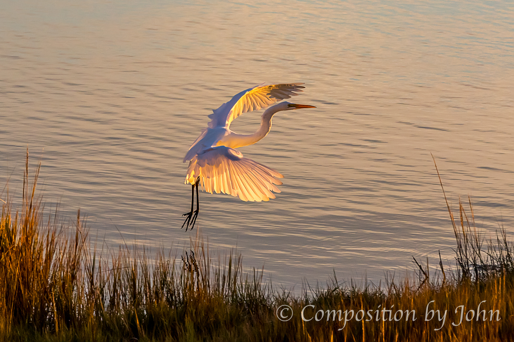 Great Egret with wings full of the setting sunlight